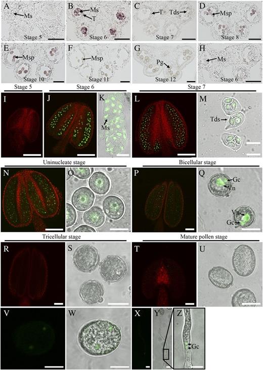 Expression pattern of ARF17. A to H, In situ hybridization analysis of ARF17 during anther development. Wild-type anthers from stages 5 (A), 6 (B), 7 (C), 8 (D), 9 (E), 10 (F), and 11 (G) hybridized with the antisense probe are shown. H, Stage 6 anther hybridized with the sense probe. I to Y, Fluorescence confocal images of the ARF17-GFP fusion protein. I, Stage 5 anther. J and K, Stage 6 anther and microsporocyte. L and M, Stage 7 anther and tetrads. N and O, Stage 8 anther and uninucleate microspore. P and Q, Bicellular stage anther and microspore. R and S, Tricellular stage anther and pollen grains. T and U, Dehiscent anther and mature pollen. V and W, Germinated pollen grain. X to Z, Germinated pollen tubes. Z shows an enlarged image of the boxed area in Y. Gc, Germ cell; Ms, microsporocyte; Msp, microspore; Pg, pollen grain; T, Tapetum; Tds, tetrads; Vn, vegetative nuclei. Bars = 50 μm (A–J, L, N, P, R, and T), 20 μm (K, M, O, Q, S, and U), and 10 μm (V–Z).