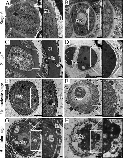 Ultrastructure of pollen wall development. Cross sections from the wild type (A, C, E, and G) and arf17 (B, D, F, and H) are shown. The black boxed image on the right of each panel was enlarged from the corresponding white boxed region. A and B, Microsporocyte at stage 6 from the wild type (A) and arf17 (B). C and D, Tetrad of the wild type (C) and arf17 (D). The primexine is absent in arf17. E and F, Uninucleate microspore stage. Bacula and tectum are visible in the wild-type anther (E) but not in the arf17 mutant (F). Sporopollenin is randomly deposited around the arf17 microspore. G and H, Bicellular stage. The exine layer is established in the wild type (G). Microspore exine is absent and the microspore is degenerate in the arf17 mutant (H). Ba, Bacula; Cl, callose; dMsp, degenerate microspore; Ex, exine; Ms, microsporocyte; Msp, microspore; Pr, primexine; Sp, sporopollenin; Tc, tectum; Tds, tetrads. Bars = 2 μm.