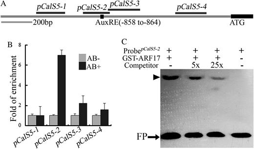 CalS5 is a direct target of ARF17. A, Potential ARF-binding sites in the 1.5-kb CalS5 promoter. The black box indicates the position of the canonical AuxRE sequence (GAGACA). The black lines at top indicate fragments amplified in Chip-PCR assays. B, Real-time PCR of promoter fragments in ChIP using ARF17-GFP flower buds. Enrichment was only observed when the fragment containing the AuxRE was amplified when affinity-purified GFP antibody was used. C, EMSA for ARF17 binding to the CalS5 gene promoter. GST-ARF17 protein was mixed with a biotin-labeled 64-bp probe containing the AuxRE and 5- or 25-fold unlabeled probe as competitor. The arrowhead indicates a shift band. FP, Free probe.