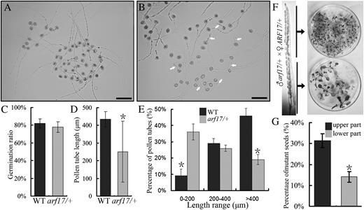 Analysis of pollen germination and pollen tube growth. A, Pollen grains from the wild type germinated in vitro. B, Pollen grains from the arf17/+ heterozygote germinated in vitro. White arrows indicate short pollen tubes. Bars = 100 μm. C, Percentage germination of pollen grains from the wild type (WT) and arf17/+. D, Average lengths of pollen tubes from the wild type and arf17/+. E, Length distribution of wild-type and arf17/+ pollen tubes after germination for 6 h. Means of at least 500 pollen grains from three independent experiments are shown. F, Basta resistance analysis of seeds from crosses between arf17/+ pollen and wild-type pistils. G, Qualitative analysis of Basta resistance of seeds from crosses between arf17/+ pollen and wild-type pistils. Asterisks indicate statistically significant differences by Student’s t test (P < 0.05). Similar results were obtained from at least three independent experiments.