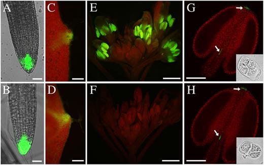 Expression of the auxin response marker DR5::GFP. DR5::GFP expression was observed in root tips in the wild type (A) and the arf17 mutant (B), and GFP fluorescence was observed in leaf tips of the wild type (C) and arf17 (D). E, Wild-type anther showing strong GFP fluorescence. F, GFP fluorescence was severely reduced in arf17 mutant anthers. G and H, Anthers at the tetrad stage (indicated by the insets) from the wild type (G) and arf17 (H) showing similar GFP signals at the tips of the anther and filament (white arrows). Bars = 100 μm (A and B), 500 μm (C–F), and 20 μm (G and H).
