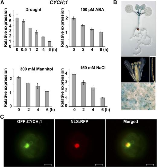 CYCH;1 expression is down-regulated by drought stress and CYCH;1 is localized to the nucleus. A, qRT-PCR analysis of the time course of CYCH;1 expression in wild-type plants after treatment with drought, ABA, mannitol, and NaCl. Error bars represent the se of three independent experiments. B, Histochemical GUS staining of PCYCH;1:GUS transgenic plants. GUS staining of a 12-d-old seedling (top) of a flower (middle, left) and silique (middle, right) of a 5-week-old plant and of the epidermal layer of a mature rosette leaf of a 3-week-old plant (bottom). Bar = 60 μm. C, Subcellular localization of GFP:CYCH;1. A nuclear localization signal (NLS) fused with red fluorescent protein (RFP) was cotransfected into protoplasts with GFP:CYCH;1. Bars = 10 μm.