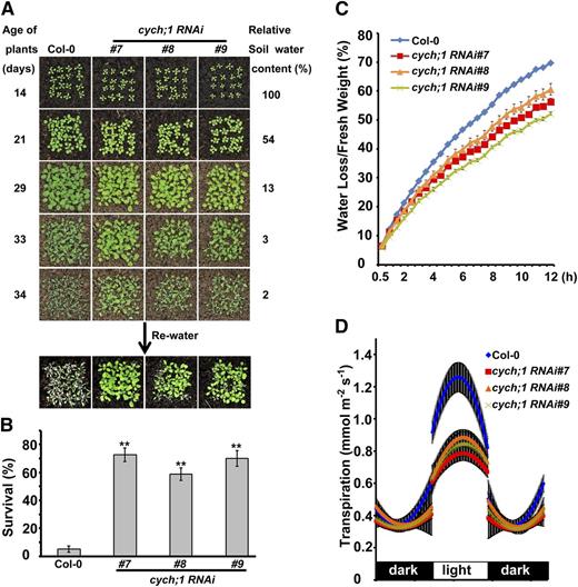 Drought tolerance phenotypes of the cych;1 RNAi mutants. A, Responses to water stress were determined for 2-week-old wild type and cych;1 RNAi mutants grown in soil. B, Survival rate was determined 4 d after rewatering. Data are presented as means ± se. **P < 0.01, Student’s t test. C, Comparison of water loss from the detached leaves of wild-type and cych;1 RNAi plants. Values are means ± se . D, Diurnal transpiration rates in 5-week-old wild-type and cych;1 RNAi plants grown under a 10-h-light/14-h-dark photoperiod were determined by gravimetric analysis (mean ± se, n = 4).