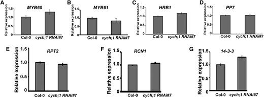 Expression of genes involved in blue light-mediated stomatal opening in wild-type and cych;1 RNAi#7 plants. qRT-PCR was performed using total RNA from 3-week-old wild-type and cych;1 RNAi#7 plants under normal conditions. Error bars represent the se of three independent experiments.
