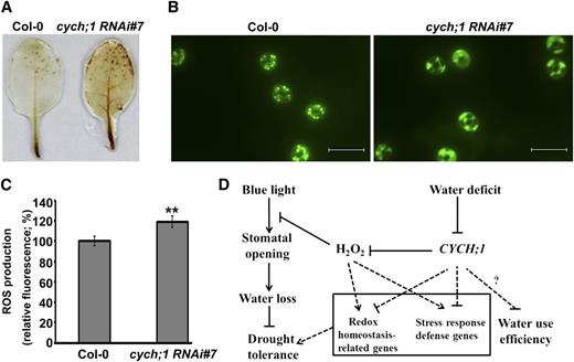The cych;1 RNAi#7 mutant accumulates more ROS than do wild-type plants. A, DAB staining of leaves from wild-type and cych;1 RNAi#7 plants. B, ROS production of guard cells was monitored using the ROS-sensitive fluorescent dye H2DCF-DA. Bar = 20 μm. C, Quantification of relative H2O2 production in guard cells of wild-type and cych;1 RNAi#7 plants grown under normal conditions. Values are means ± se of three independent experiments (n = 30 for each genotype per experiment). **P < 0.01. D, A model of CYCH;1 modulation of blue light-induced stomatal opening and drought stress through alterations in the accumulation of H2O2. Arrows indicate positive regulation, and T-bars indicate negative regulation. Dotted lines indicate hypothetical regulation.