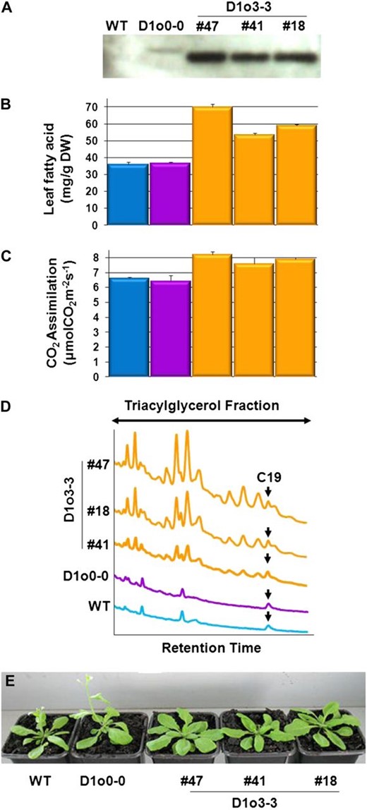 Relationship between the accumulation of recombinant Cys-oleosin o3-3 in leaves and leaf fatty acid content; TAG accumulation in the leaf; leaf CO2 assimilation rate; and the overall influence on flower emergence and plant size. A to D show results from 35-DAS leaf tissue, while E shows plants at 25 DAS. Time point 35 DAS is the middle of flower production for all plants, and as such, we consider the leaves of these plants to be approximately the same physiological age. A, Immunoblot of total soluble leaf proteins extracted from the wild type (WT), D1o0-0, and three independent lines of D1o3-3 plants probed with polyclonal anti-o0-0 antibodies (Scott et al., 2010). B, Total fatty acid levels in leaves from the same group of plants in A. Bars represent mean values ± sd of separate experiments (n = 6), with statistical significance between the wild type and D1o3-3 lines calculated by Student’s two-tailed t test. For D1o3-3 #18, #41, and #47, P = 1.12 E-11, 4.02 E-10, and 4.32 E-12, respectively. DW, Dry weight. C, Leaf CO2 assimilation rates from the same group of plants in A. Bars represent mean values ± sd of separate experiments (n = 8), with statistical significance between the wild type and D1o3-3 lines calculated by Student’s two-tailed t test. For D1o3-3 #18, #41, and #47, P = 9.15 E-09, 0.01698, and 8.7 E-08, respectively. D, Overlaid total ion chromatogram traces of TAGs extracted from equal quantities of dry leaf material from the same group of plants in A. Arrows indicates the C19 TAG internal standard. E, Photographs of representative plants at 25 DAS. Flower emergence is delayed by 2 to 3 d in D1o3-3 plants compared with the wild type and D1o0-0; however, the leaf biomass of the D1o3-3 plants is approximately 50% greater.