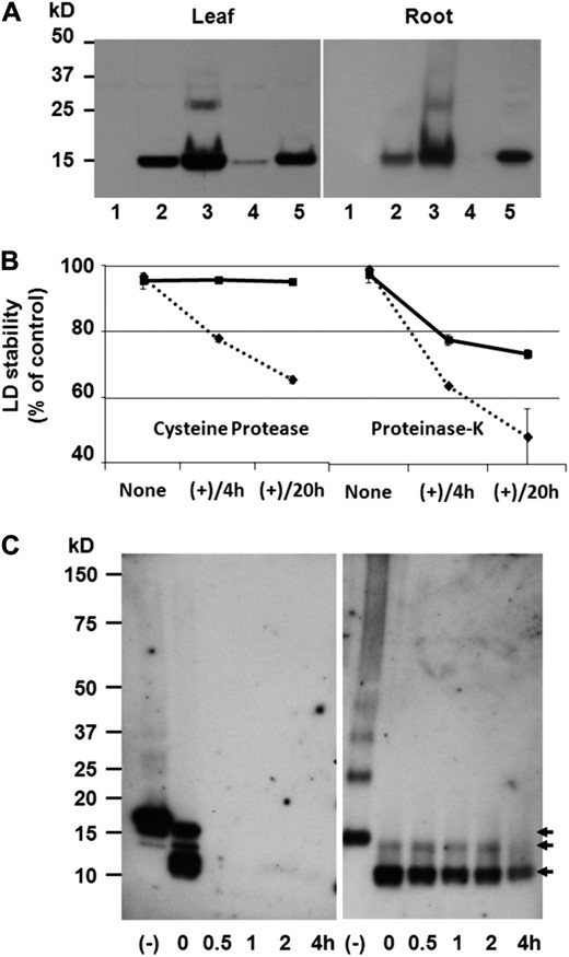 Colocalization of Cys-oleosins and LDs, and LD stability in proteases. A, Anti-o0-0 antibody (Scott et al., 2010) probed immunoblots of wild-type crude extract (lane 1), D1o3-3 crude extract (lane 2), D1o3-3 LD fraction (lane 3), D1o3-3 soluble fraction (lane 4), and D1o3-3 insoluble fraction (lane 5); equal quantities of protein were loaded per lane. LD fractions showed enrichment of o3-3, demonstrating its association with these artificial organelles. B, LD stability is shown as the percentage of TAG remaining in the LDs relative to preincubation. D1o3-3 LDs are shown by squares and solid line, and wild-type sesame seed LDs (control) are shown by diamonds and dotted line. Curves represent mean values ± sd of separate experiments (n = 2), with statistical significance between wild-type and D1o3-3 LDs calculated by Student’s two-tailed t test: Cys protease 4 h and 20 h, P = 0.0021 and 0.0006, respectively; PNK 4 h and 20 h, P = 0.0071 and 0.0538, respectively. C, Immunoblots of leaf LDs incubated with Cys protease. Centrifuge-purified LDs (without denaturing or reducing agents) from wild-type sesame seeds (left panel) or D1o3-3 leaves (right panel) were incubated with Cys protease. Proteins were separated by SDS-PAGE under reducing conditions and probed with anti-o0-0 antibodies (Scott et al., 2010). The top arrow (15.2 kD) indicates undigested oleosins, and the middle and bottom arrows indicate relatively stable forms of papain-digested o3-3.