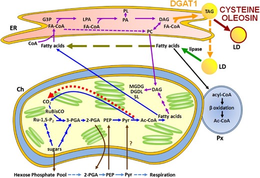 Schematic representation of interacting fatty acid metabolic pathways in wild-type, D1, and D1o3-3 leaves. It is anticipated that the generation and maintenance of thylakoid membranes in all leaves would require approximately the same degree of de novo fatty acid biosynthesis (blue pathway) and glycerolipid biosynthesis (purple pathway). The overexpression of DGAT (solid orange arrow) in D1 leads to the synthesis of TAG and the formation LDs (dashed orange arrow). However, in the absence of a suitably modified oleosin (D1 leaves), the LDs are unprotected from endogenous lipases, which results in the release of fatty acids (green arrow) into the cytoplasm, which are then normally degraded by β-oxidation in the peroxisome (black pathway). The overexpression of DGAT, however, creates an ongoing demand for elevated fatty acids in the ER. While these fatty acids would have originally been sourced from de novo biosynthesis, due to the lipase activity, they could now come from the TAG-released cytoplasmic pool (olive long dashed arrow). This creates a futile cycle of TAG biosynthesis/hydrolysis and reduces the quantity of additional de novo fatty acids required for TAG biosynthesis in D1 leaves. In contrast, the coexpression of DGAT and Cys-oleosin in D1o3-3 leaves leads to the formation of stable LDs (dark red arrow), which prevent the exposure of the TAG core to endogenous lipases. Combined with the continual expression of DGAT, this creates a sustained demand for fatty acids that elevates de novo biosynthesis (blue pathway). In turn, this results in an increase in the recycling of CO2 from pyruvate within the chloroplast (bright red short dashed arrow). The consequence of this is an increase in the rate of CO2 assimilation. It should be noted that since Arabidopsis plastids appear to lack enolase, which converts 2-phosphoglyceric acid to phosphoenolpyruvate (PEP; Prabhakar et al., 2010), we have included a number of potential transporters (brown arrows), including the PEP/phosphate translocator (Flügge et al., 2011), to allow the model to utilize the cytosolic glycolysis pathway (light blue pathway) to convert 2-phosphoglyceric acid to PEP. This includes a potential pyruvate cytosol-plastid transportation step (shown by the question mark), as reviewed by Chapman et al. (2013). Ac-CoA, Acetyl-coenzyme A; Ch, chloroplast; DGDG, digalacto diglyceride; FA-CoA, fatty acid-coenzyme A; G3P, glycerol-3-phosphate; LPA, lysophosphatidic acid; MGDG, monogalacto diglyceride; PA, phosphatidic acid; PC, phosphatidylcholine; 2-PGA, 2-phosphoglyceric acid; 3-PGA, 3-phosphoglyceric acid; PL, phospholipid; Px, peroxisome; Pyr, pyruvate; Ru-1,5-P2, ribulose-5-phosphate; SL, sphingolipid.
