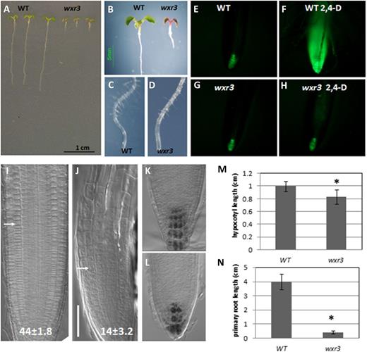 The wxr3 mutant displays severe defects in root development and 2,4-D response. A and B, Phenotypes of 10-d-old wxr3 seedlings compared with the wild type (WT). C and D, Root hair development in 10-d-old wild-type (C) and wxr3 (D) seedlings. E to H, The wxr3 mutant has dramatically reduced DR5rev:GFP level after 2,4-D treatment. Without 2,4-D, the wxr3 mutant (G) has a similar level of GFP signal to the control line (E); after 80 nm 2,4-D treatment for 12 h, the GFP level is dramatically increased in the control line (F) but not in the wxr3 mutant (H). I and J, The structure of the root apex of wild-type (I) and wxr3 (J) seedlings. The arrows denote the boundary between the meristem and the elongation zone. Numbers indicate cortical cell numbers in the meristem zone. Bar = 50 μm. K and L, Lugol staining of columella cells of wild-type (K) and wxr3 (L) roots. M, The wxr3 mutant displays a severe defect in primary root elongation compared with the wild type. N, The wxr3 mutant has a shorter hypocotyl length compared with the wild type. An ANOVA followed by Fisher’s lsd mean separation test (SPSS) were performed on the data. The asterisks indicate statistically significant differences between the wild type and the wxr3 mutant (ANOVA, P < 0.01). Error bars represent se. All seedlings in E to N were 7 d old.