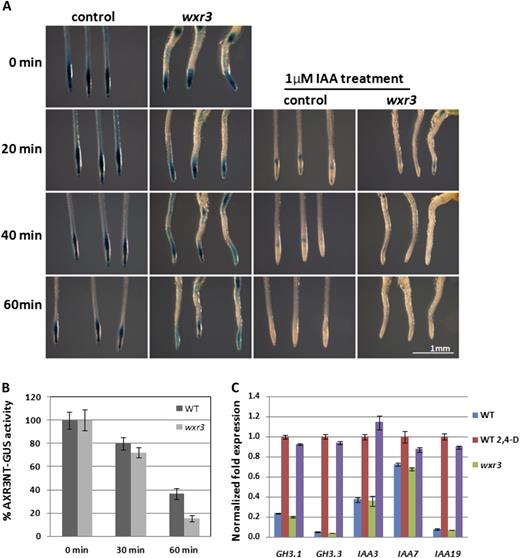 The wxr3 mutation does not directly affect SCFTIR1/AFB-dependent auxin signaling. A, GUS staining of pHS:AXR3NT-GUS in the wxr3 mutant background at different time points with or without IAA treatment after 2 h at 37°C temperature treatment. B, GUS activity determined by MUG assay of the seedlings in A. C, Levels of Aux/IAA and GH3 transcripts in wild-type (WT) and wxr3 seedlings treated with 20 μm IAA for 1 h. Error bars represent se.