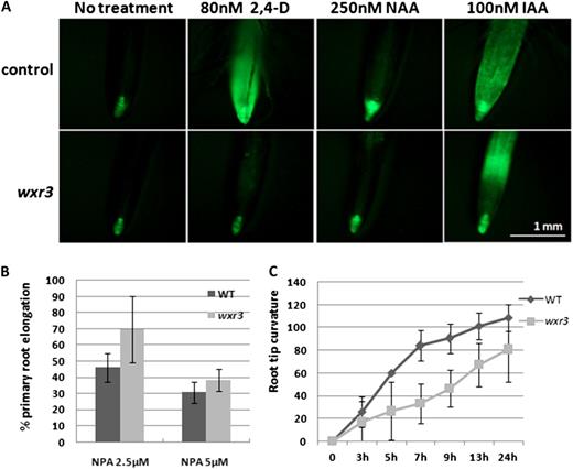The wxr3 mutant displays defects in auxin transport. A, DR5rev:GFP expression in the wxr3 mutant and the control line treated with various auxins. Seedlings were 7 d old. B, Root elongation of wxr3 seedlings is resistant to naphthylphthalamic acid (NPA) treatment. C, The roots of wxr3 seedlings show a delayed response to gravity compared with the wild type (WT). Error bars represent se.