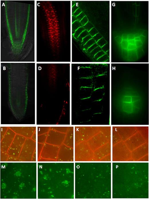 The wxr3 mutant has reduced levels of auxin transporters and endosomal markers in the cell. A and B, Expression of pAUX1:AUX1-YFP in the root tip of the control line (A) and the wxr3 mutant (B). C and D, PIN1 protein levels in the root tip of the wild type (C) and the wxr3 mutant (D). E and F, PIN2 protein levels in the root tip of the wild type (E) and the wxr3 mutant (F). G and H, Expression of pPIN3:PIN3-GFP in the root tip of the control line (G) and the wxr3 mutant (H). I and J, The wxr3 mutant (J) has lower levels of VHA-a1-GFP compared with control seedlings (I). K and L, The wxr3 mutant (L) exhibits a lower level of ARA7-GFP compared with control seedlings (K). M and N, Subcellular localization of VHA-a1-GFP in the wxr3 mutant (N) and control seedlings (M) after 50 μm BFA treatment for 2 h. O and P, Subcellular localization of ARA7-GFP in the wxr3 mutant (P) and control seedlings (O) after 50 μm BFA treatment for 2 h.