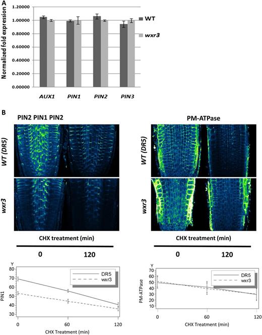 The wxr3 mutation does not affect the stability of PIN proteins on the plasma membrane. A, RNA levels of AUX1 and PINs in wild-type (WT) and wxr3 seedlings as measured by quantitative RT-PCR. Error bars represent se. B, Disappearance of proteins from the plasma membrane after treatment with 50 μm CHX is not affected by the wxr3 mutation. Roots were treated with antibody against PIN1/PIN2 (left) or PM-ATPase (right). PIN1 and PM-ATPase levels were quantified and are expressed as arbitrary units over time.