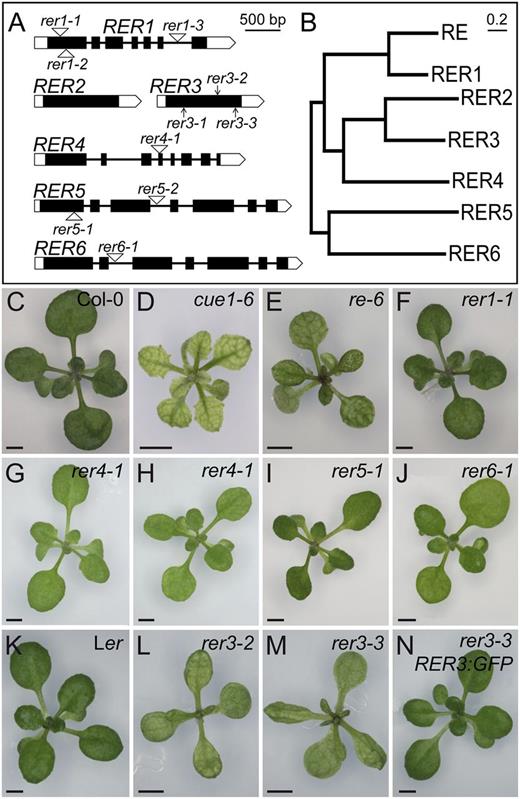 The RER gene family. A and B, Structure and phylogenetic tree of the genes of the RER family. A, Exons are indicated by boxes and introns by lines between boxes. Coding and untranslated regions are shown as black and white boxes, respectively. T-DNA insertions are indicated as white triangles, and point mutations are indicated as arrows. B, Neighbor-joining tree of RER protein sequences constructed with MEGA5.1. Bar = 20% amino acid sequence changes. C to N, Rosette phenotypes of the re and rer mutants. The Col-0 (C) and Ler (K) wild types and the cue1-6 reticulate mutant (D) are included for comparison. The T-DNA insertional lines shown are re-6 (E), rer1-1 (F), rer4-1 grown under standard light conditions (80 μmol m–2 s–1; G) or low light fluence rate conditions (54 μmol m–2 s–1; H), rer5-1 (I), and rer6-1 (J). The reticulate phenotype of rer3-2 (L) and rer3-3 (M), whose genetic background is Ler, is rescued by the RER3pro:RER3:GFP transgene (N). Pictures were taken 14 das. Bars = 2 mm (C–N).