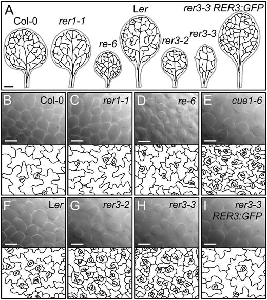 Leaf histology of the re and rer mutants. A, Venation patterns of the first pair of leaves of Col-0, rer1-1, re-6, Ler, rer3-2, rer3-3, and a transgenic line expressing the RER3pro:RER3:GFP in a rer3-3 background. B to I, Palisade mesophyll DIC micrographs (top) and representative diagrams from the leaf adaxial epidermis of rer mutants (bottom, window size: 210 × 165 µm), which were drawn from DIC micrographs of first- or second-node cleared leaves harvested 14 das from Col-0 (B), rer1-1 (C), re-6 (D), cue1-6 (E), Ler (F), rer3-2 (G), rer3-3 (H), and rer3-3 expressing the RER3pro:RER3:GFP transgene (I). Bars = 1 mm (A) and 40 µm (B–I).