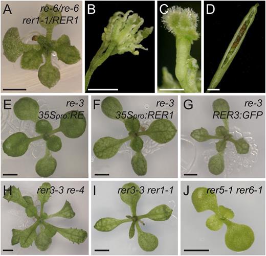 Genetic interactions among mutant alleles of genes of the RER family. A to D, Phenotype of rosette (A), flowers (B), and siliques of re-6/re-6;rer1-1/RER1 (C and D). E to G, Rosettes of re-3 expressing the 2x35Spro:RE (E), 2x35Spro:RER1 (F), or RER3pro:RER3:GFP (G) transgenes. H and I, Additive phenotypes of the rer3-3 re-4 (H) and rer3-3 rer1-1 (I) double mutants. J, Synergistic phenotype of the rer5-1 rer6-1 double mutant. K, Additive phenotype of the rer3-3 cue1-6 double mutant. Pictures were taken 14 (E–G, I, and J), 21 (A and H), and 45 (B–D) das. Bars = 2 mm.