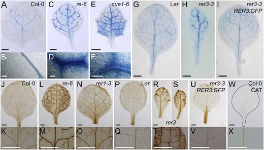 Cell death and ROS accumulation in leaves from mutants in RER genes. A to I, Membrane permeability for the trypan blue stain in perivascular cells from Col-0 (A and B), re-6 (C and D), cue1-6 (E and F), Ler (G), rer3-3 (H), and rer3-3 expressing the RER3pro:RER3:GFP transgene (I). B, D, and F, Details of trypan blue perivascular stain. J to X, H2O2 accumulation visualized in planta by DAB staining in Col-0 (J and K), re-6 (L and M), rer1-3 (N and O), Ler (P and Q), rer3-2 (R), rer3-3 (S and T), rer3-3 expressing the RER3pro:RER3:GFP transgene (U and V), and Col-0 incubated with 100 units µL–1 catalase (W and X). Whole leaves (J, L, N, P, R, S, U, and W) and details of their central regions (K, M, O, Q, T, V, and X). The margin of the leaf shown in W has been highlighted by hand drawing. First- or second-node leaves were harvested 14 das. Bars = 1 mm (A, C, E, and G–X) and 50 µm (B, D, and F).