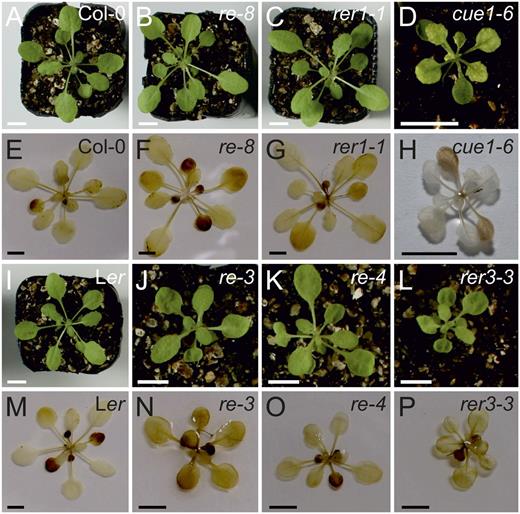 Photoperiod dependence of the phenotypes of mutant alleles of CUE1 and RER family members. A to D and I to L, The reticulate phenotype of the rer mutants was rescued when plants were grown under short-day conditions (8 h/16 h of light/darkness). E to H and M to P, H2O2 accumulation in plants grown under short-day conditions visualized by DAB staining. Bars = 1 cm.