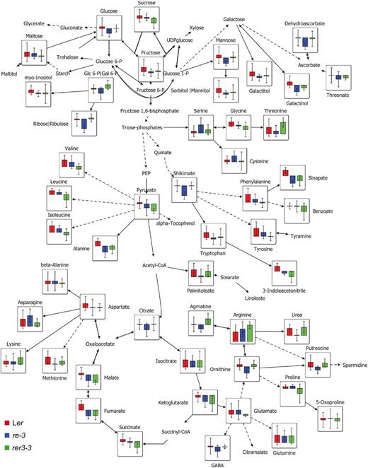 Changes of metabolite responses in Ler, re-3, and rer3-3 leaves. Each node represents a metabolite, connected by solid and dashed lines that represent single and lumped enzyme reactions, respectively. Data are means of eight independent samples. Significant changes were evaluated by Student’s t test (P < 0.05). The map was created using the VANTED software (version 1.66).