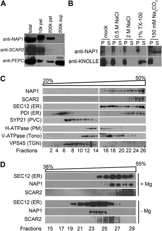 Arabidopsis NAP1 strongly associates with membranes and cofractionates with the ER marker protein SEC12. A, Cell fractionation of NAP1 and SCAR2 in wild-type leaf extracts. Different fractions of cell extracts were loaded by equal proportion and blotted with anti-NAP1 and anti-SCAR2 antibodies, and the NAP1 blot was reprobed with anti-phosphoenolpyruvate carboxylase (PEPC) antibody. The centrifugation speeds and fraction type are indicated. B, NAP1 is a peripheral membrane protein. Assays determined the NAP1 membrane association for the different buffer conditions indicated at the top of the panel. Membrane-binding assays under different binding conditions were recentrifuged, and the partitioning of NAP1 between the pellet (P) and supernatant (S) fractions was analyzed by western blotting. C, Western-blot data of Suc velocity gradient fractions indicating the sedimentation behavior of NAP1 and SCAR2 relative to a panel of organelle marker proteins. SEC12 and PDI were used as ER markers. SYP21, H-ATPase, V-ATPase subunit E, and VPS45 were used as markers for prevacuolar compartment (PVC), plasma membrane (PM), tonoplast (Tono), and trans-Golgi network (TGN), respectively. D, Disassembly of ER membrane-associated ribosomes by chelating Mg2+ with EDTA shifts the distribution of NAP1, SCAR2, and SEC12 to lower density fractions.