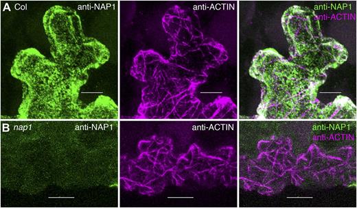 Whole-mount freeze shattering of the epidermis detects highly specific signal for the affinity-purified anti-NAP1 antibody. A, Confocal image projection of a freeze-shattered region of the epidermis including a cracked labeled cell and an unlabeled neighboring cell. Immunolabeling is shown for wild-type leaf pavement cells with anti-NAP1 (left) and anti-actin (middle) antibodies. Right, Overlay image of the two channels. Genotypes, antibodies, and keys to the false coloring of the signals are indicated in this and all other similarly organized image panels. B, Anti-NAP1 signal is absent in the nap1/grl-6 null mutant. Immunolabeling is shown for nap1 leaf pavement cells with anti-NAP1 (left) and anti-actin (middle) antibodies. Right, Overlay image of the two channels. The image settings in B were the same as in A. Bars = 5 μm in A and 10 μm in B.