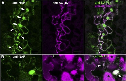NAP1 is localized to the nucleus in pavement cells. A, Wild-type leaf pavement cells immunolabeled with anti-NAP1 (left) and anti-actin (middle) showing NAP1 localization in the nuclei of cells along the freeze fracture on the leaf tissue, as indicated by arrows (left). Right, Overlay image of the two channels. Left, Arrowheads indicate relatively bright NAP1 signal at three-way cell wall junctions of three different pavement cells. Images are projections of confocal images that include most of the pavement cell volume. B, Double labeling with leaf pavement cells labeled with anti-NAP1 antibody (left) and propidium iodide (PI; middle). Right, Overlay image of the two channels. Arrows (right) indicate double-labeled nuclei. The asterisks (right) show mesophyll cells that have chlorophyll autofluorescence under image settings for propidium iodide. Bars = 5 μm.