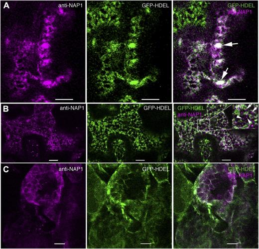 NAP1 colocalizes with the ER marker GFP-HDEL in ER bodies and/or reticulate structures in leaf pavement cells and mesophyll cells. Wild-type cells expressing transgenic GFP-HDEL (middle) were labeled with anti-NAP1 antibody that was detected with an Alexa546-conjugated secondary antibody (left). Right, Overlay images of the two channels. A, In pavement cells, NAP1 colocalizes with GFP-HDEL-positive ER cisternae, ER tubules, and ER bodies. The arrows point to ER bodies that contain both GFP-HDEL and NAP1. B, In pavement cells, punctate NAP1 signals do not completely overlap with GFP-HDEL but, instead, are either adjacent to GFP-HDEL-labeled ER or in seemingly independent structures. Right, The inset image is the enlarged boxed region in the same panel. The arrows indicate NAP1 punctae that are in physical contact with GFP-HDEL-labeled ER. The arrowheads indicate NAP1 punctae that were not associated with the GFP-HDEL ER. C, NAP1 colocalizes with GFP-HDEL in mesophyll cells. Bars = 5 μm in A, 10 μm in B and C, and 5 μm in the inset in B.