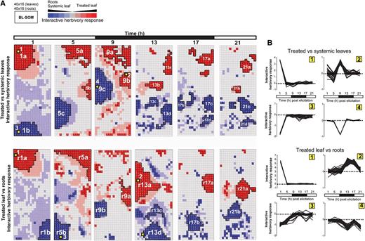 Spatiotemporal resolution of herbivory-regulated interactive motifs in gene expression. A, Time-response metrics, derived from bootstrap-based nonparametric ANOVA models for genes with tissue-specific responses to OS elicitation, were scaled and classified by BL-SOM. Red and pink clusters represent sets of genes showing up-regulation in treated leaves or down-regulation in unelicited tissues (roots or systemic leaves). Blue and pale blue clusters represent sets of genes showing up-regulation in unelicited systemic tissues (roots or systemic leaves) and down-regulation in elicited leaves. B, Each node in the grid represents a cluster of genes with similar amplitude of responses to simulated herbivory, defined as the product of the response metric with fold change differences between tissues that were compared. GO term enrichment for these motifs is presented in Supplemental Figure S4.