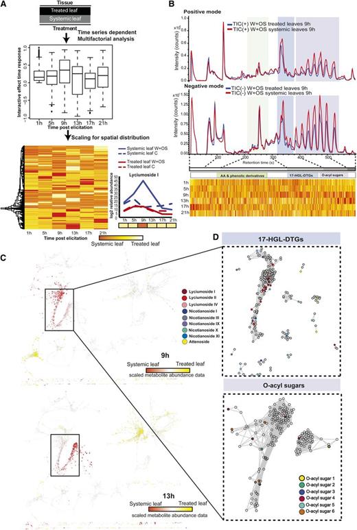 Factorial analysis revealed OS-elicited large-scale metabolic changes with diverse response patterns across the time series. A, Elicited and unelicited leaf tissues were compared for control and W+OS treatments using multifactorial analysis. Box plots represent the distribution of interactive response metrics across the time series. Ions with interactive effects were scaled and used for HCA. B, Chromatograms for treated leaf and untreated systemic leaf tissues obtained 9 h after W+OS elicitation and aligned with heat maps representing scaled interactive effect data ordered by retention time. C, Visualization of systemic responses occurring 9 and 13 h after elicitation localized on different branches of the metabolite-metabolite network. D, Partial network representations of the first neighbors of known 17-HGL-DTG and O-acyl sugar m/z signals extracted from the same branch of the network. AA, amino acid; TIC, total ion current.