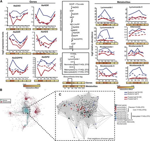 Gene-metabolite associations underlying the formation of 17-HGL-DTG in N. attenuata. A, Temporal profiles for identified acyclic 17-HGL-DTG and known hub genes in the biosynthetic network of these metabolites, with the schematic of the diterpene glycoside synthetic pathway. B, Network constructed after time-lagged correlation on the interactive patterns of the module representing major transcriptomic changes in systemic leaves 5 h after elicitation and the entire set of metabolites classified for differential changes in treated and systemic leaves in response to simulated herbivory. C, Partial coexpression network representing the first neighbors of identified 17-HGL-DTG in N. attenuata. The cluster represents the strong connectivity between 17-HGL-DTG metabolites and known biosynthetic genes in N. attenuata. Other previously characterized m/z features present in this cluster are enriched for O-acyl sugar-associated signals. BAHD, acyltransferase; GLS, geranylinalool synthase; MEP/DOXP, non-mevalonate pathway or 2-C-methyl-D-erythritol 4-phosphate/1-deoxy-D-xylulose 5-phosphate pathway; UGT, UDP-glucosyltransferase.