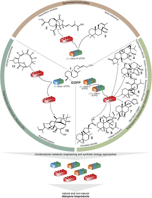 Diterpene biosynthesis. Schematic of proposed pathways leading from GGPP 1 to pseudolaric acid B 2, cis-abienol 3, triptolide 4, oridonin 5, carnosol 6, marrubiin 7, forskolin 8, grindelic acid 9, ingenol-3-angelate 10, and jatrophone 11. These diterpenes are formed by bifunctional class I or class I/II enzymes or pairs of monofunctional class II and class I diTPSs, catalyzing the cycloisomerization of GGPP into distinct diterpene scaffolds. Products of diTPSs can undergo various functional modifications primarily through the activity of P450 enzymes. Considering the modular organization of diterpene specialized metabolism (e.g. Hall et al., 2013), we showed the variable diTPS and P450 enzyme modules as “LEGO-like” blocks. This is conceptually modified from Baldwin (2010), who referred to the five-carbon units of terpenoids as “LEGO” blocks. Here, the different colors of the diTPS modules indicate variations of the γβα three-domain structure of plant diTPSs; a red “X” indicates loss of function of class I or class II activity. Recombining diTPS and P450 enzyme modules of diterpene pathway may allow for production of known and new diterpenes through metabolic engineering or synthetic biology.