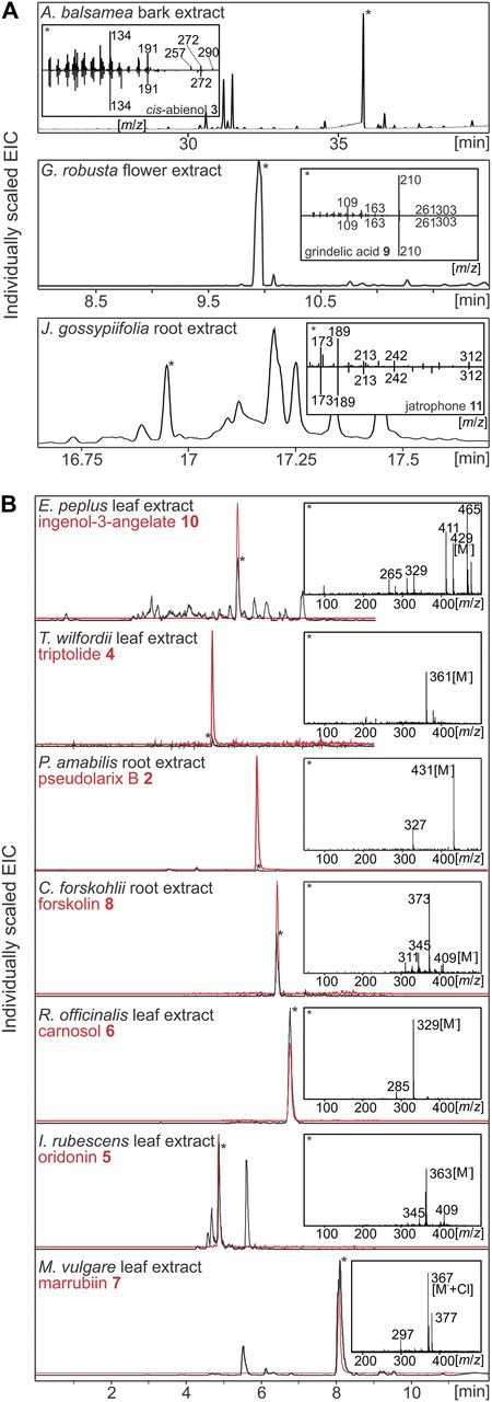 Diterpene profiling. Tissue-specific abundance of diterpene metabolites in the 10 target species of this study was evaluated by GC-MS (A) and LC-MS (B) of tissue extracts with compound verification by comparison to reference mass spectra of the Wiley Registry MS Libraries and, where available, authentic standards as detailed in Supplemental Materials and Methods S1. LC-MS chromatograms of tissue extracts (black lines) are compared with authentic standards (red lines), with asterisks indicating the respective diterpenes of interest.