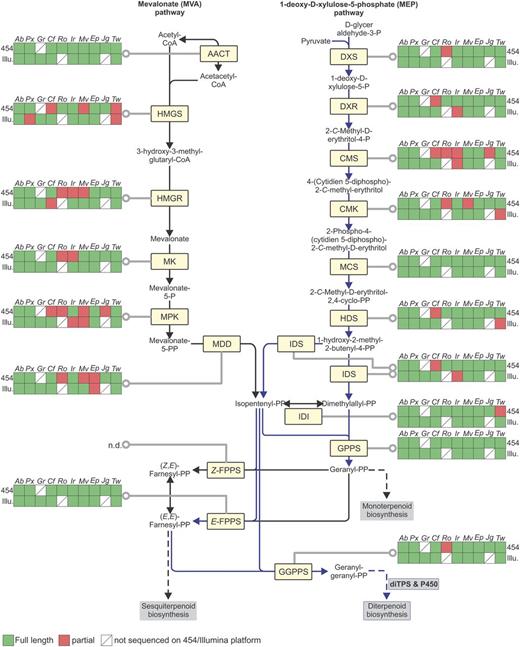 Transcriptome coverage of core terpenoid pathway genes. Coverage of MVA and MEP pathway genes as well as short chain isoprenyl synthases in the transcriptome assemblies was assessed by searches against databases of the KEGG. Blue lines highlight the predominant diterpenoid pathway. AACT, acetyl-CoA-C-acetyl transferase; HMGS, 3-hydroxy-3-methylglutaryl-CoA synthase; HMGR, 3-hydroxy-3-methylglutaryl-CoA reductase; MK, mevalonate kinase; MPK, mevalonate-5-P kinase; MDD, diphospho-mevalonate kinase; DXS, 1-deoxy-d-xylulose-5-P synthase; DXR, 1-deoxy-d-xylulose-5-P reductoisomerase; CMS, 2-C-methyl-erythritol-4-P cytidyl transferase; CMK, 4-(cytidine-5′-diphospho)-2-C-methyl-d-erythritol kinase; MCS, 2-C-methyl-D-erythritol-2,4-cyclo diphosphate synthase; HDS, 1-hydroxy-2-methyl-2-(E)-butenyl-4-diphosphate synthase; IDS, isopentenyl diphosphate synthase; IDI, isopentenyl diphosphate isomerase; GPPS, geranyl diphosphate synthase; FPPS, farnesyl diphosphate synthase; GGPPS, geranylgeranyl diphosphate synthase.