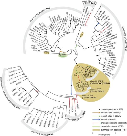 Phylogeny of candidate diTPSs. Maximum likelihood tree, illustrating phylogenetic relationships of diTPS candidates relatively to previously known diTPSs. P. patens copalyl diphosphate synthase/kaurene synthase (PpCPS/KS) was used as the tree root. For abbreviations and accession numbers see Supplemental Table S3.