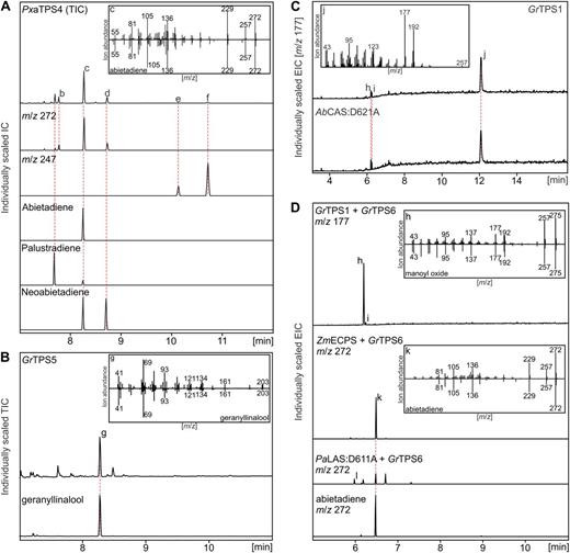 In vitro characterization of recombinant diTPSs from G. robusta and P. amabilis. GC-MS traces of reaction products from single or coupled in vitro assays of recombinant proteins with 15 μm GGPP 1 as substrate. Major products are compared with authentic standards or reference mass spectra of the Wiley Registry MS Libraries. A, Diterpene alcohol and olefin formation by PxaTPS4. B, Geranyllinalool production by GrTPS5. C, Formation of LPP with manoyl oxide and epi-manoyl oxide byproducts by GrTPS1 verified through identification of the dephosphorylated reaction product (labd-13-en-8,15-diol). D, Activity of GrTPS6, forming manoyl oxide and traces of epi-manoyl oxide in combination with GrTPS1, and abietadiene when coupled with ECPS (ZmECPS; Harris et al., 2005) or (+)-CPS (PaLAS:D611A; Zerbe et al., 2012a). IS, Internal standard 1.6 µm eicosene; peak a, palustradiene; peak b, levopimaradiene; peak c, abietadiene; peak d, neoabietadiene; peak e/f, epimers of 13-hydroxy-8(14)-abietene; peak g, geranyllinalool; peak h, manoyl oxide; peak i, epi-manoyl oxide; peak j, labd-13-en-8,15-diol; peak k, abietadiene; peak l, pimaradiene-type diterpene. AbCAS:D621A, A. balsamea CAS variant, producing LPP (Zerbe et al., 2012a).