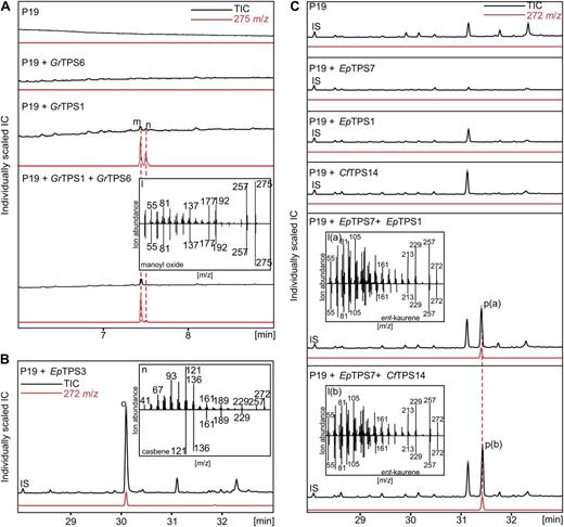 In vivo characterization of diTPSs expressed in N. benthamiana. GC-MS traces of A. tumefaciens-infiltrated N. benthamiana leaf extracts after transient expression of GrTPS1, GrTPS6, and combination of both diTPSs, in the presence of the P19 silencing suppressor strain (A); EpTPS3 (B); and EpTPS1, EpTPS7, CfTPS14, and the combinations EpTPS7/EpTPS1 and EpTPS7/CfTPS14 (C). Transformation with P19 alone served as a control. Compound accumulation was analyzed 4 d post infiltration. Peak m, Manoyl oxide; peak n, epi-manoyl oxide; peak o, casbene; peak p(a, b), ent-kaurene; IS, internal standard 0.2 mg–l octadecane.