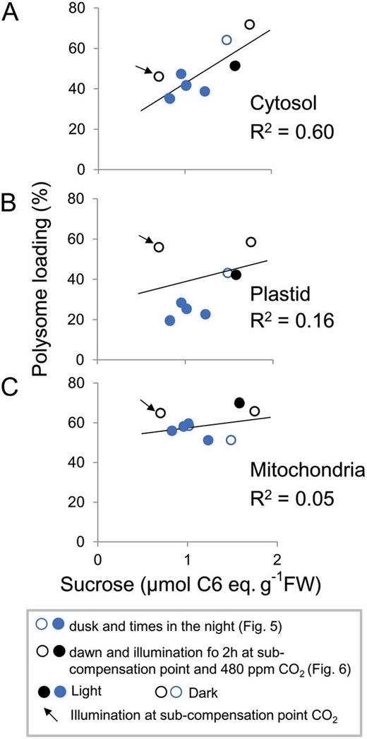 Correlation between Suc and loading of cytosolic ribosomes into polysomes. Scatterplots show the relation between total rosette Suc and loading of cytosolic 18S rRNA into polysomes (A), loading of plastidic 18S rRNA into polysomes (B), and loading of mitochondrial 18S rRNA into polysomes (C). Polysome loading is calculated as (SPS + LPS)/(NPS + SPS + LPS). The data are from the experiments shown in Figures 5 (blue circles) and 6 (black and white circles) and correspond to samples in the light (open circles) and dark (closed circles) in ambient CO2 and in the light in subcompensation point CO2 (arrow). The original data are provided in Supplemental Tables S3 and S4. FW, Fresh weight.