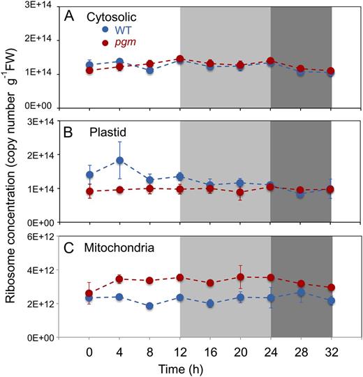 Ribosome abundance in Col-0 and pgm during a diurnal cycle and an extended night. Ribosome number was determined by qRT-PCR against the 18S/16S rRNA species for the cytosolic, plastidic, and mitochondrial ribosomes, using external RNA standards added before RNA preparation to allow absolute quantification of the rRNA species. A, Cytosolic ribosomes. B, Chloroplast ribosomes. C, Mitochondrial ribosomes. The Col-0 wild-type (WT) and pgm mutant are shown as blue and red lines, respectively. The original data are given in Supplemental Table S2. The results are means ± sd (n = 3 biological replicates). FW, Fresh weight.