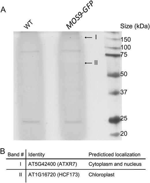 Identification of proteins associated with MOS9-GFP. A, Silver-stained SDS-PAGE gel of the anti-GFP microbeads-immunoprecipitated protein samples from wild-type and MOS9-GFP transgenic plants. Two specific protein bands shown in the MOS9-GFP-immunoprecipitated sample are indicated with arrows. B, List of the specific proteins identified from the MOS9-GFP-immunoprecipitated sample. WT, Wild type.