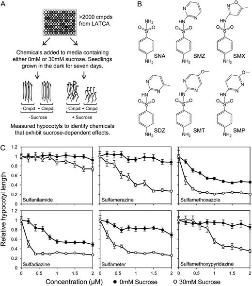 Suc conferred hypersensitivity to sulfonamides. A, Chemicals selected as positive hits based on the ability to act synergistically with Suc to inhibit hypocotyl elongation in dark-grown seedlings. B, Structures of five sulfonamides identified in the chemical screen plus the core structure sulfanilamide. C, Dose response curves of five sulfonamides identified in original chemical screen and the core structure, sulfanilamide, indicate that the effect of sulfonamide on hypocotyl elongation is augmented by the presence of Suc. Data represent the mean ± se of three biological replicates from a representative experiment; each data point represents at least 36 individuals. SNA, Sulfanilamide; SMZ, sulfamerazine; SDZ, sulfadiazine; SMT, sulfameter; SMP, sulfamethoxypyridazine.