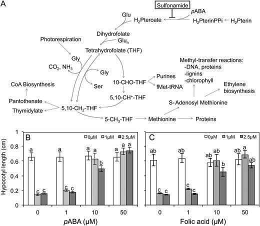 Overview of C1 metabolism in plants. A, SMX inhibits DHPS, an early step in THF biosynthesis. Supplementing media with either FA (B) or pABA (C) rescues hypocotyl elongation. Dark-grown seedlings were raised in the presence of 30 mm Suc and SMX, as indicated. Data represent the mean ± se of three biological replicates from a representative experiment; each data point represents at least 36 individuals. Letters indicate values with statistically significant differences (P < 0.05; ANOVA followed by Tukey’s b test).