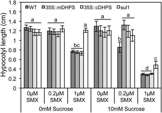 Enhanced DHPS activity attenuated the interaction between Suc and SMX. Hypocotyls were measured from 7-d-old dark-grown seedlings raised in the presence of Suc and SMX, as indicated. Plants constitutively expressing either the mitochondrial (35S::mDHPS) or the cytosolic (35S::cDHPS) isoform exhibited mild resistance to the synergistic effect of Suc and SMX, compared with the wild type (WT). Plants expressing the bacterial SMX-resistant DHPS (sul1) exhibited greater resistance than plants expressing wild-type plant alleles. Data represent the mean ± se of three biological replicates from a representative experiment; each data point represents at least 36 individuals. Letters indicate values with statistically significant differences (P < 0.05; ANOVA followed by Tukey’s b test).