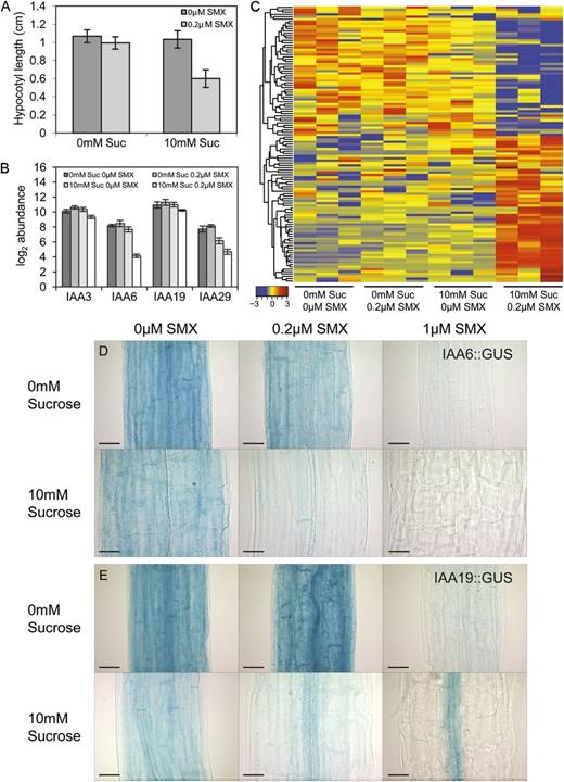Synergy between Suc and SMX restricts the expression of a set of Aux/IAAs. A, Concentrations of Suc and SMX were determined, which when administered independently, induced no effect on hypocotyl elongation, yet inhibited it when administered together (10 mm Suc and 0.2 µm SMX). Two-way ANOVA indicated an interaction between the two treatments (P < 0.01); these conditions formed the basis of the microarray experiment to explore transcriptome-level changes that may underpin the interaction. Three Aux/IAAs identified by ANOVA exhibited Suc-dependent responses to SMX (IAA3, IAA6, and IAA29). IAA19 transcript abundance responded synergistically to cotreatment with Suc and SMX. B, Transcript abundance values are displayed in log2 scale. C, Heat map includes 117 probe sets that correspond to transcripts identified for which the effect of Suc and SMX together (columns 9–12) was at least 2-fold greater than the additive effect of treatment with SMX alone (columns 4–6) and Suc alone (columns 7–9). Each column corresponds to a discrete biological sample, and all treatments are presented as biological triplicate replicates. Red indicates higher, and blue indicates lower, levels of transcript abundance. Hierarchical clustering performed using Pearson correlation coefficients, and data are row normalized to identify trends in transcript abundance across treatments irrespective of absolute abundance. D to E, In the absence of SMX, IAA6::GUS and IAA19::GUS expression is observed throughout the hypocotyl tissues of 7-d-old dark-grown seedlings; cotreatment of Suc and SMX caused a restriction of reporter expression. Images were taken along the center of the hypocotyl, midway between the shoot apical meristem and the root-hypocotyl junction. Bar = 50 µm.