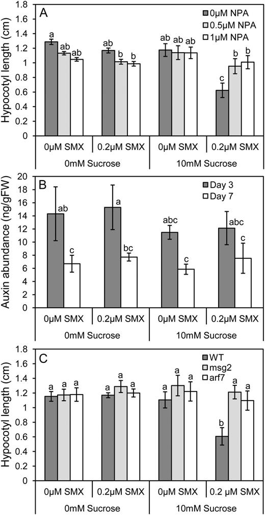 Auxin transport and signaling mediate synergy between Suc and SMX. A, Blocking polar auxin transport with NPA attenuated the synergistic effect of Suc and SMX on hypocotyl elongation. Data represent the mean ± se of three biological replicates from a representative experiment; each data point represents at least 36 individuals (P < 0.01; ANOVA followed by Tukey’s b test). B, IAA was extracted from 3- and 7-d-old dark-grown seedlings and quantified by liquid chromatography/mass spectrometry. No change in auxin abundance was observed in response to the Suc or SMX treatments, though seedlings sampled after 7 d of growth exhibited reduced auxin levels, on a per-gram fresh weight (FW) basis. Data represent the mean ± sd from three independent experiments (P < 0.05; ANOVA followed by Tukey’s b). C, The IAA19/ARF7 auxin-signaling pathway is necessary for the interaction between Suc and SMX. msg2 is a stable IAA19 allele resistant to degradation in the presence of auxin (Tatematsu et al., 2004), whereas arf7 is a loss-of-function mutant (Okushima et al., 2005). In both mutant backgrounds, synergy between Suc and SMX is attenuated and hypocotyl elongation is rescued. Data represent the mean ± se of three biological replicates from a representative experiment; each data point represents at least 36 individuals. Letters indicate values with statistically significant differences (P < 0.01; ANOVA followed by Tukey’s b test).