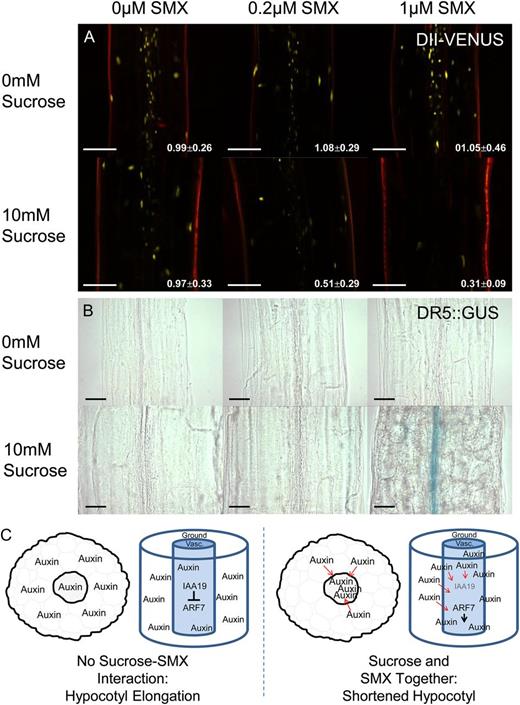 Cotreatment of Suc and SMX promotes auxin signaling in the hypocotyl. The DII-VENUS reporter system exhibited high levels of fluorescence in the vascular region of the hypocotyl. Treatment with SMX and Suc caused a decrease in VENUS fluorescence, yet this effect was not observed when seedlings were treated with SMX or Suc alone. White numbering indicates the ratio of fluorescence intensity in vasculature relative to the ground tissues (mean ± sd for at least 10 individuals). A, Fluorescence decreased preferentially in the vasculature compared with the ground tissues. Bar = 100 µm. B, DR5::GUS expression was observed in the hypocotyl vascular region during growth in the presence of both Suc and SMX, suggesting auxin signaling is enhanced by the combined action of these two treatments. Bar = 50 µm. Images were taken along the center of the hypocotyl, midway between the shoot apical meristem and the root-hypocotyl junction. C, A proposed model depicting changes in auxin distribution that may underpin the Suc-SMX interaction. In the absence of SMX, auxin is evenly distributed at low concentrations throughout the hypocotyl. SMX causes auxin accumulation in the vasculature, resulting in hypocotyl inhibition via IAA19/ARF7 signaling.