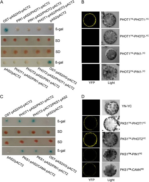 PKS1 interacts with PHOT1, PHOT2, PIN1, or CAM4. A, PIN1 did not interact with PHOT1 or PHOT2, and PHOT1 also did not interact with PHOT2, in the yeast two-hybrid system. Yeast (Saccharomyces cerevisiae strain Y190) containing pAS2-PIN1 or pAS2-PHOT1 as bait and pACT2-PHOT1 or pACT2-PHOT2 as prey, or pAS2-PHOT1 or pAS2-PHOT2 as bait and pACT2-PIN1 or pACT2-PHOT1 as prey, were grown for 48 h on synthetic defined (SD) medium that lacked Trp and Leu (middle panel) and were assayed for LacZ expression by a filter-lift assay for β-galactosidase activity (β-gal; top and bottom panels). The empty vector pAS2 and pACT2 were used as negative controls. pAS2-OST1 and pACT2-H3 were used as positive controls. A blue color indicates interaction. B, PIN1 does not interact with PHOT1 or PHOT2, and PHOT1 also does not interact with PHOT2, in vivo, as determined by BiFC. Left panels show fluorescence images under confocal microscopy, and right panels show bright-field images of the cells. C, PKS1 interacted with PHOT1, PHOT2, PIN1, or CAM4 in the yeast two-hybrid system. Yeast strains containing pAS2-PHOT1 or pAS2-PKS1 as bait and pACT2-PKS1, pACT2-PHOT2, pACT2-PIN1, or pACT2-CAM4 as prey were grown for 48 h on synthetic defined medium that lacked Trp and Leu (middle panel) and were assayed for LacZ expression by a filter-lift assay for β-galactosidase activity (top and bottom panels). D, PKS1 interacted with PHOT1, PHOT2, PIN1, or CAM4 in vivo as determined by BiFC. Left panels show fluorescence images under confocal microscopy, and right panels show bright-field images of the cells. YFP, Yellow fluorescent protein; YN and YC represent pSPYNE and pSPYCE (for split YFP N-terminal/C-terminal fragment expression), respectively.