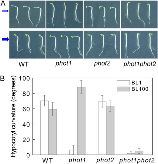 Analysis of hypocotyl phototropic curvature in phot1, phot2, and phot1phot2 mutants. A, Photographs were taken of 3-d-old etiolated seedlings of wild-type (WT), phot1, phot2, and phot1phot2 Arabidopsis grown on the same vertical plates and exposed to BL illumination at a fluence rate of 1 μmol m−2 s−1 (top panel) and 100 μmol m−2 s−1 (bottom panel) for 12 h. Arrows indicate the direction of BL illumination. B, Phototropic curvature was measured as the change in hypocotyl angle as determined from an analysis of stacked images. The values are averages of three independent experiments (45–60 measurements each) with sd.