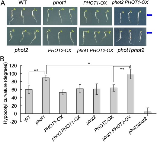 Analysis of hypocotyl phototropic curvature in phot1- or phot2-deficient mutants and overexpression plants. A, Photographs were taken of 3-d-old wild-type (WT), phot1, phot2, phot1phot2, PHOT1-OX, PHOT2-OX, phot1 PHOT2-OX, and phot2 PHOT1-OX etiolated seedlings grown on the same vertical plates and exposed to BL illumination at 100 μmol m−2 s−1 for 12 h. Arrows indicate the direction of BL illumination. B, Phototropic curvature was measured as the change in hypocotyl angle as determined from an analysis of stacked images. The values are averages of three independent experiments (30–45 measurements each) with sd. *P < 0.05, **P < 0.01.