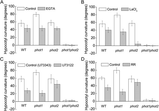 Effects of various inhibitors on the hypocotyl phototropic curvature induced by BL in the Arabidopsis wild type (WT) and phot1, phot2, and phot1phot2 mutants. Three-day-old etiolated seedlings of wild-type, phot1, phot2, and phot1phot2 Arabidopsis were grown on the same vertical plates and exposed to BL illumination at a fluence rate of 100 μmol m−2 s−1 for 12 h. A, Effects of 2 mm EGTA. B, Effects of 1 mm LaCl3. C, Effects of 10 μm U-73122 (10 μm U-73343, an inactive analog, was used as the control). D, Effects of 20 μm RR. The values are averages of three independent experiments (45–60 measurements each) with sd.