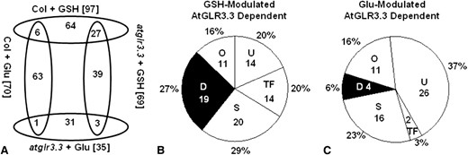 Overview of the GSH- and Glu-mediated AtGLR3.3-dependent gene expression. A, Number of overlapping genes modulated by GSH and Glu in the ecotype Columbia (Col-0) and atglr3.3 mutant. B, Functional category of the genes modulated by GSH with AtGLR3.3 dependence. C, Functional category of the genes modulated by Glu with AtGLR3.3 dependence. The numbers in and the percentage symbol outside the pie chart indicate the number and percentage of the genes in the category, respectively. U, Unknown; TF, Transcription Factor; S, Signaling; O, Others; D, Defense.